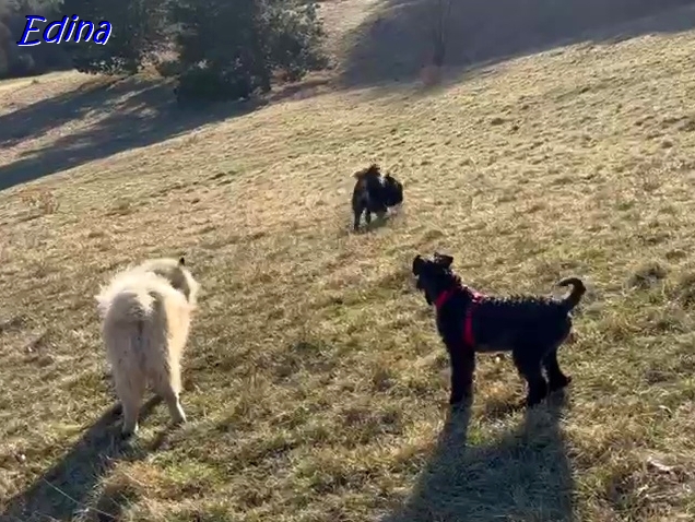 18.3.2025 - Drei Stöberer